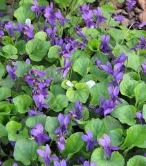 Марселька и тролли рассаду сажали, а бабочка с пчелкой им помогали... По следам конкурса "Моя Весна"