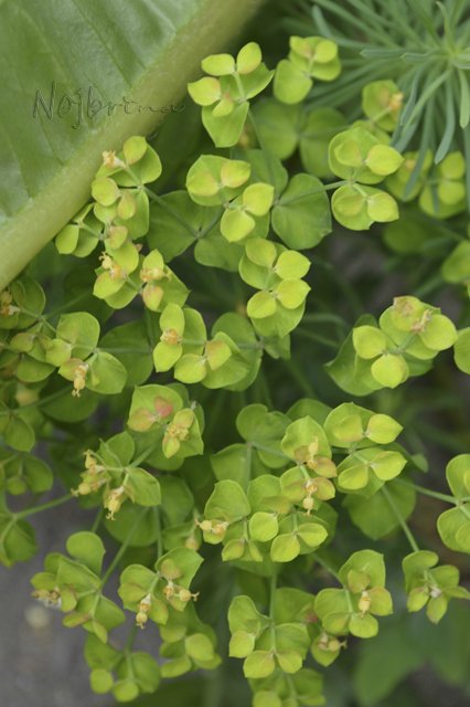 Яркие краски. Вихтели Rosemarie Anna Muller