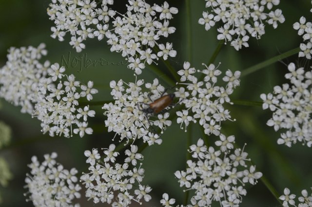 Яркие краски. Вихтели Rosemarie Anna Muller