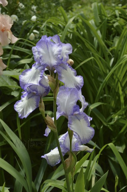 Яркие краски. Вихтели Rosemarie Anna Muller