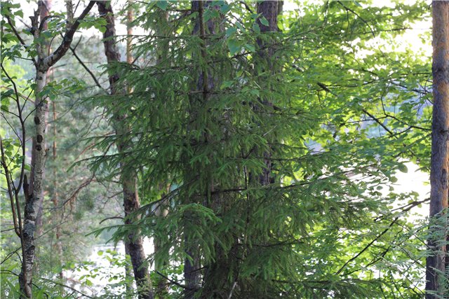 Аленький цветочек, сказка