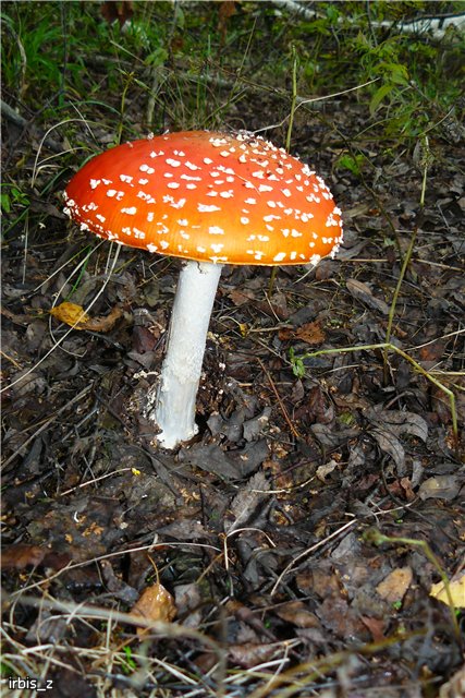 Осенняя сказка. Часть 1. (PukiFee Ante Ариэтти, PukiFee Bonnie Ариэль) | Бэйбики Осенняя сказка. Часть 1. (PukiFee Ante Ариэтти, PukiFee Bonnie Ариэль)