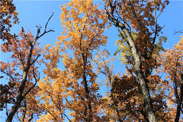 Ходит осень по дорожке... Мари и Катрина от Adora на осенней прогулке
