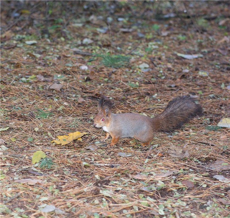 Прогулка в осень... или в гостях у белочек (фото 9)