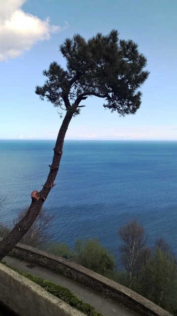 Пегий пёс, бегущий краем моря