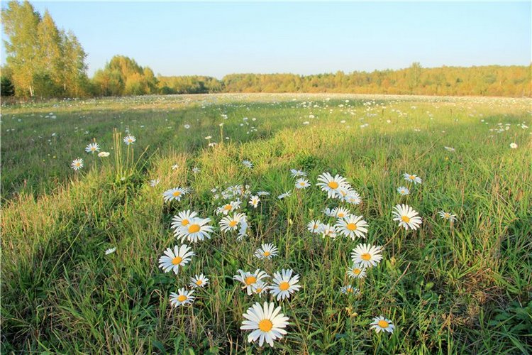 46-ой Пушкинский праздник поэзии в Берново. Часть вторая
