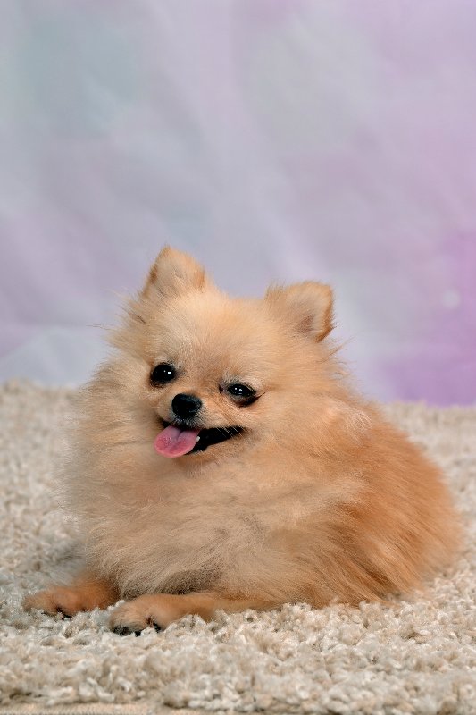 Фотосессия кукол — Домашние коллекции кукол: фото собраний