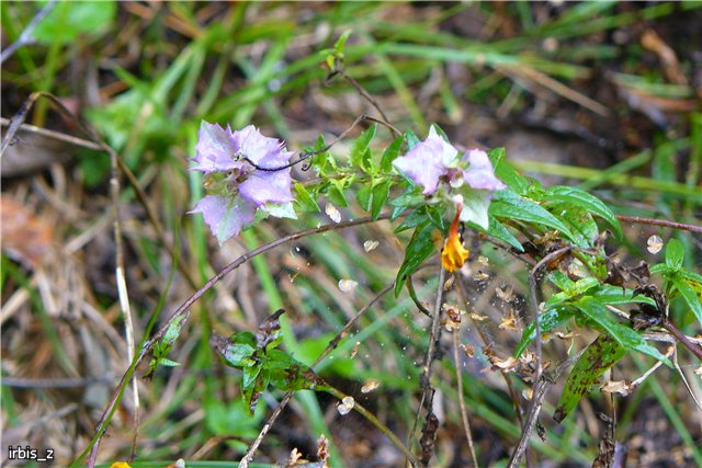 Осенняя сказка. Часть 3(заключительная). PukiFee Ante Ариэтти, PukiFee Bonnie Ариэль | Бэйбики Осенняя сказка. Часть 3(заключительная). PukiFee Ante Ариэтти, PukiFee Bonnie Ариэль