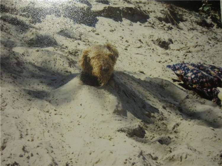 По мотивам "Варежки" — Другие хобби и увлечения: сад (фото 2)