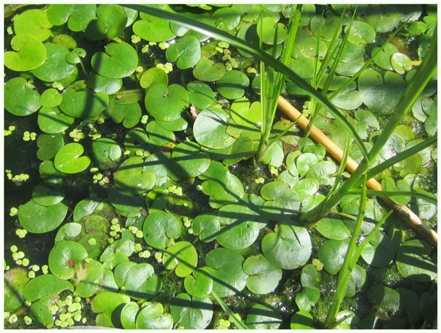 Из жизни гномиков Rosemarie Anna Muller