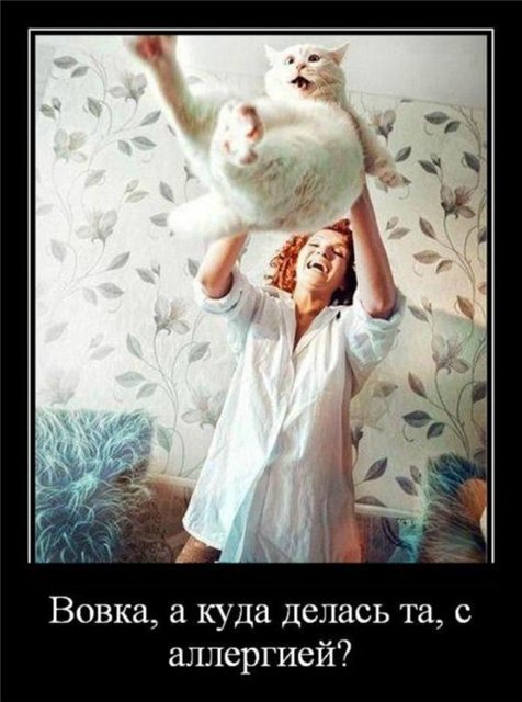 Кошачий позитив — Интересное и необычное: фотоподборки