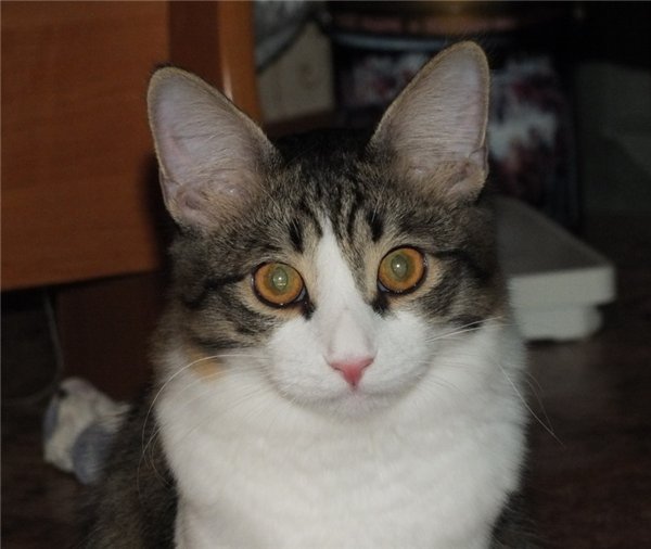 Гибриды - цепная реакция: интриги и новогодние чудеса