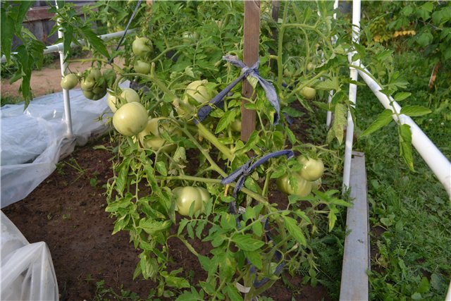 Элин от Iplehouse