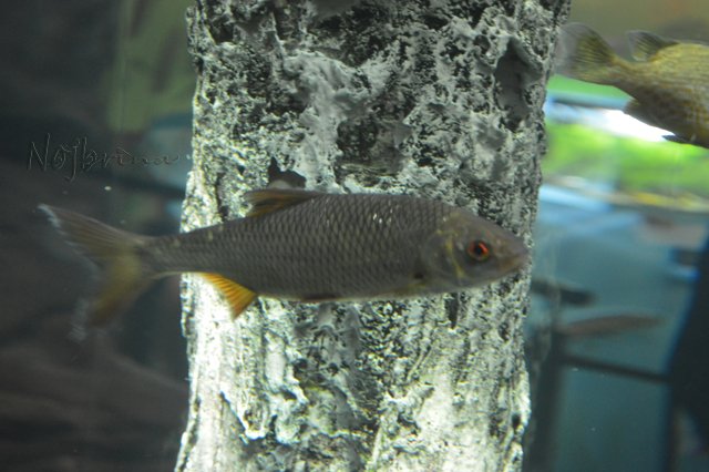 Питер - самый лучший город на земле! Вихтель Rosemarie Anna Muller