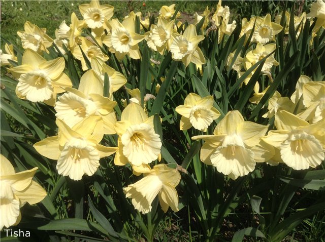 Летние наряды для моих любимок