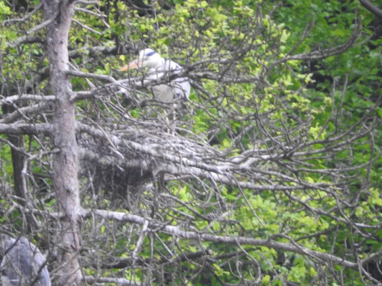 Любителям птиц. Серая цапля Словении