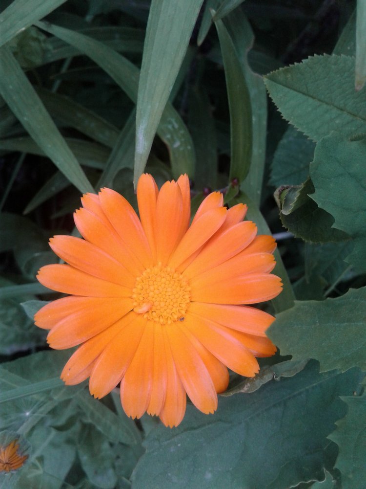 Псков: из лета в лето. Прогулки по городу и куклы