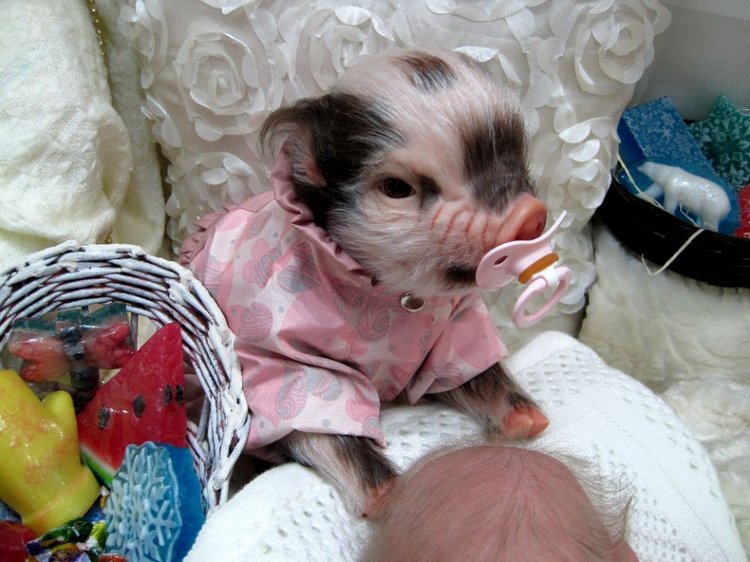 Гостинный двор. Наши впечатления от выставки