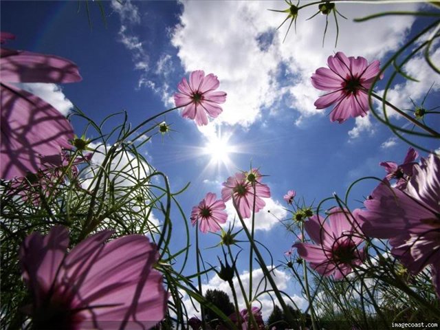 Летние костюмчики для маленьких модниц (фото 3)