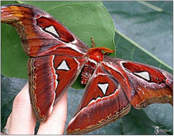 Мой экзотический цветок... Коллекционная фарфоровая кукла