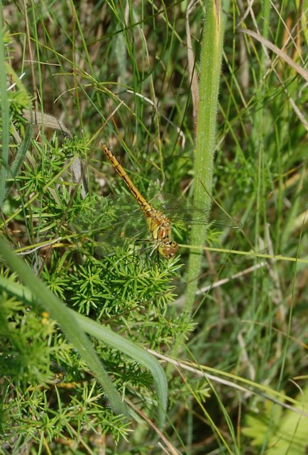 Путешествие по огромному миру! Ирис от E. Pfaffendorf и Тим от Susi Eimer