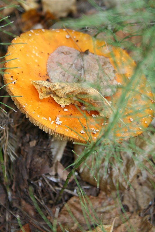 "Осени краски"... Платье для куклы (фото 3)