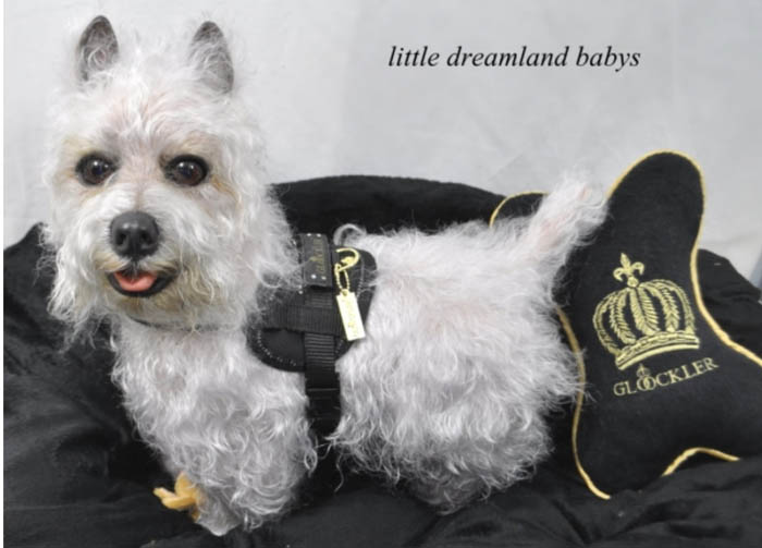 Новый молд для реборн West Highland Terrier (фото 4)