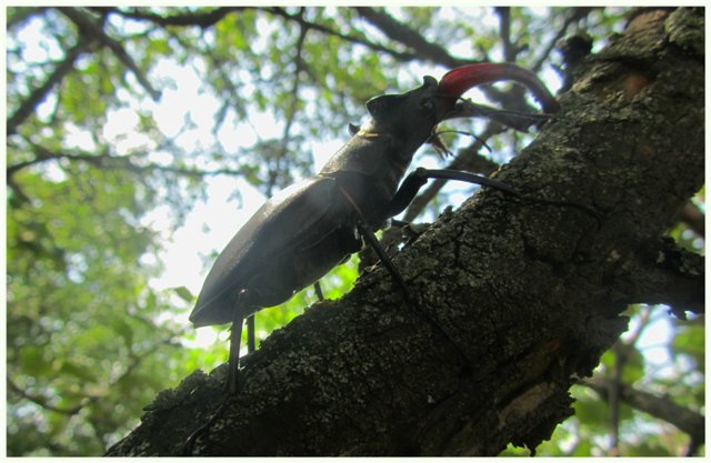 Из жизни гномиков Rosemarie Anna Muller