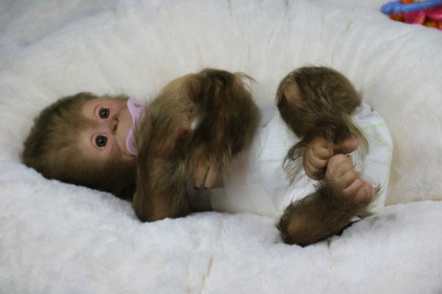 Мартышка - малышка... Куколка реборн Виктории Вишни (фото 5)