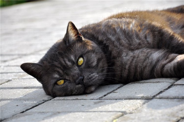 Коты прилетели... первые вестники весны