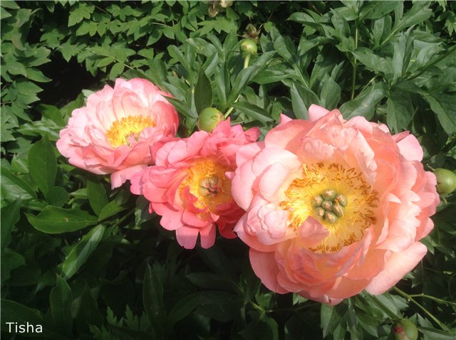 Малышки Sarah Key — Другие мини