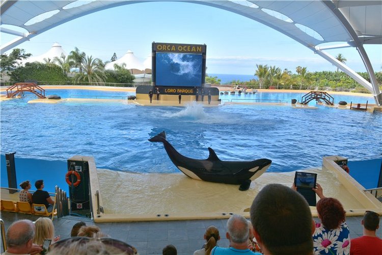 Испания. Тенерфе. Часть 2. Лоро парк