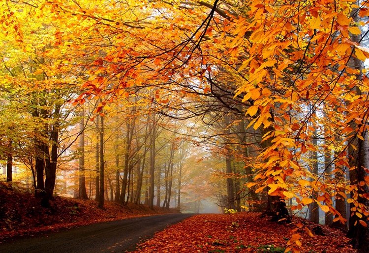 Красотка-осень — Болталка и разговоры обо всем: жизнь