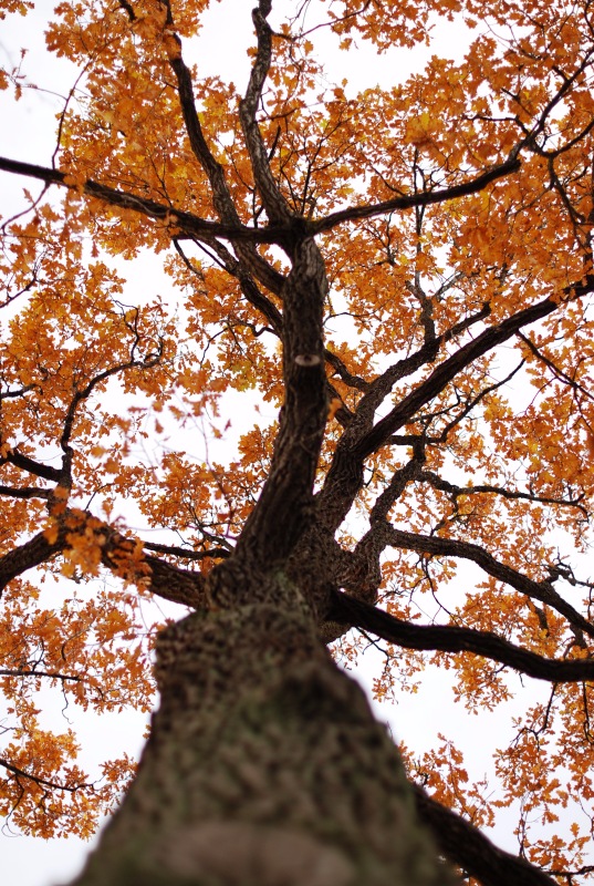 Сегодня я турист. Ораниенбаум
