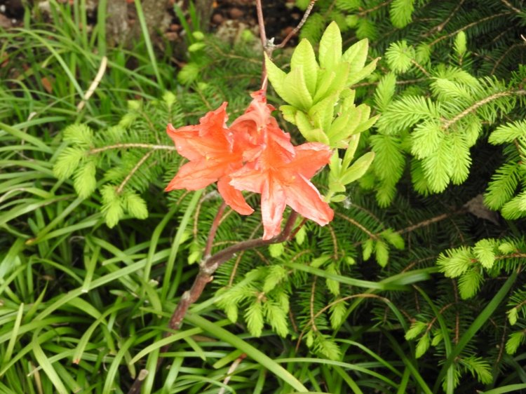 Словения, Светланка и маленький «герой» в одном ботинке