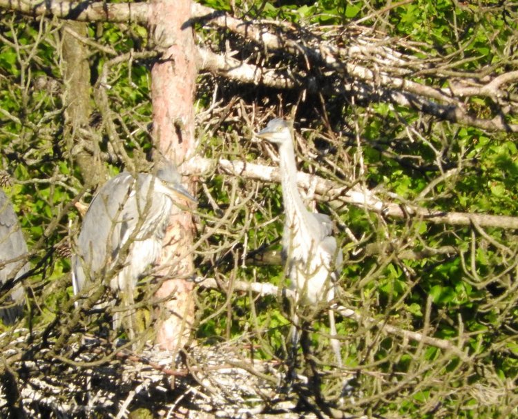 Любителям птиц. Серая цапля Словении