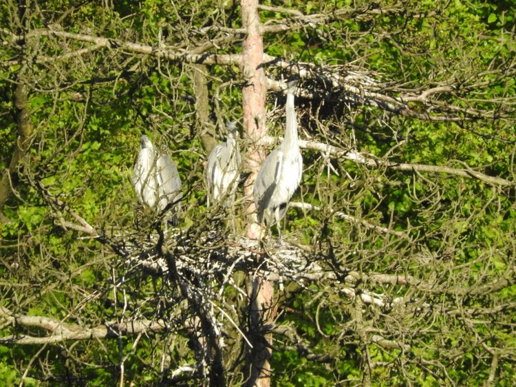 Любителям птиц. Серая цапля Словении