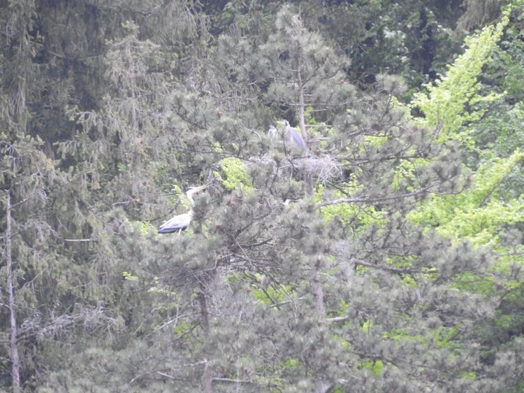 Любителям птиц. Серая цапля Словении (фото 8)