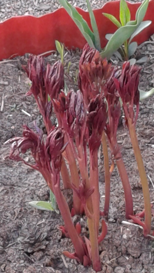 Природа Пскова: из весны в лето