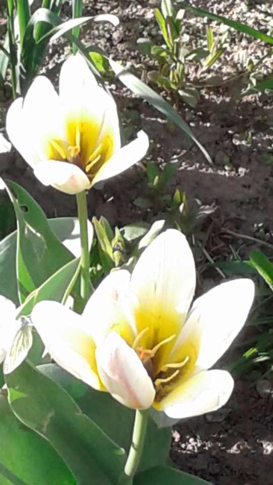 Природа Пскова: из весны в лето (фото 7)