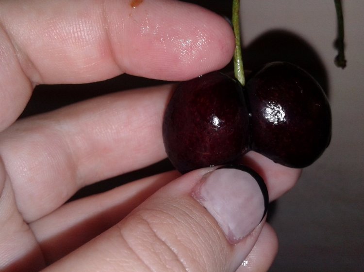 Природа Пскова: из весны в лето