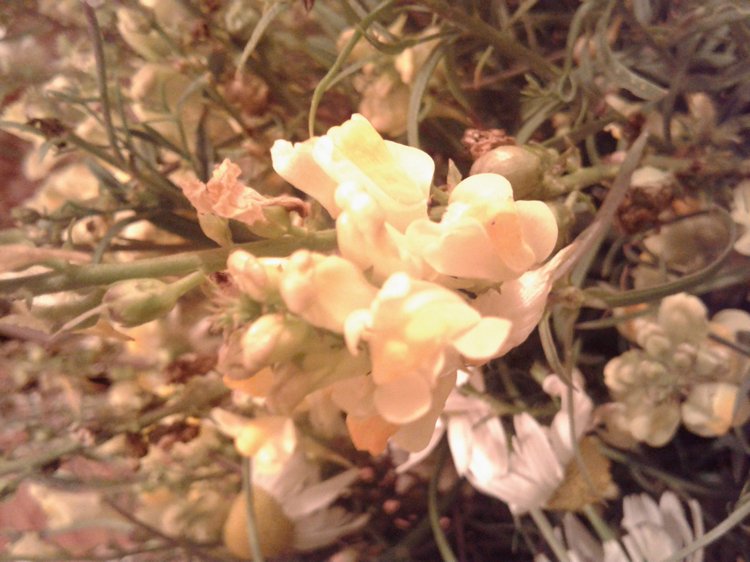 Псков: из лета в лето. Прогулки по городу и куклы