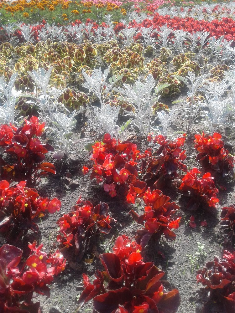 Псков: из лета в лето. Прогулки по городу и куклы