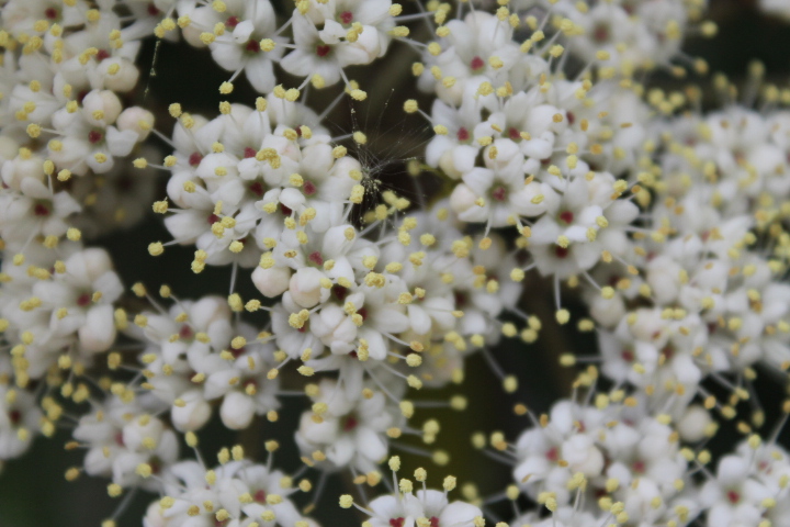 По Германии: зоопарк Лейпцига, часть 1