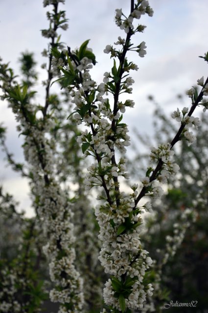 "Первый майский день..." Оливия от Helen KISH