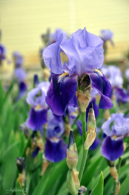 Моя вторая Olivia от Helen Kish | Бэйбики Моя вторая Olivia от Helen Kish