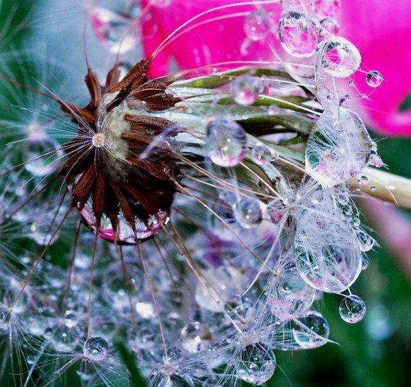 Капелька :) — Интересное и необычное: фотоподборки (фото 7)