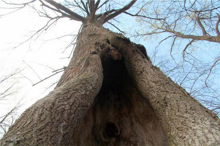 Сказочное Василёво. Реплика антикварной куклы Bébé BRU JNE от автора Branka Schärli