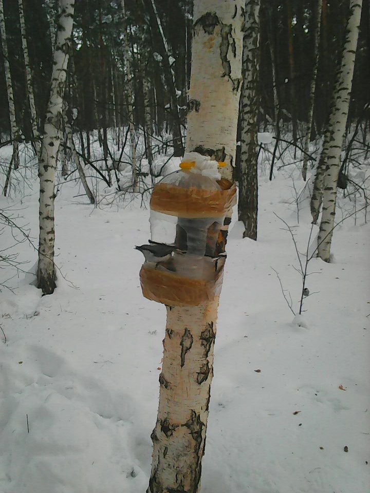 Интересное наблюдение за птицами у кормушки