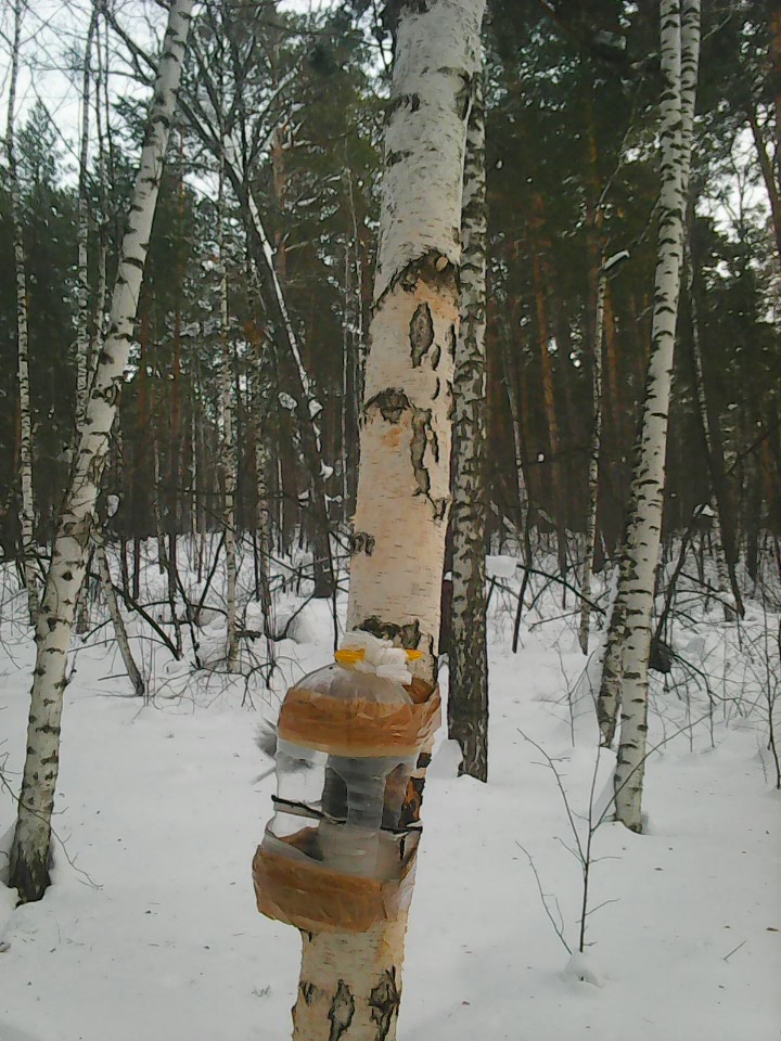 Интересное наблюдение за птицами у кормушки